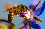 Photo of النحل يتفوق على البشر