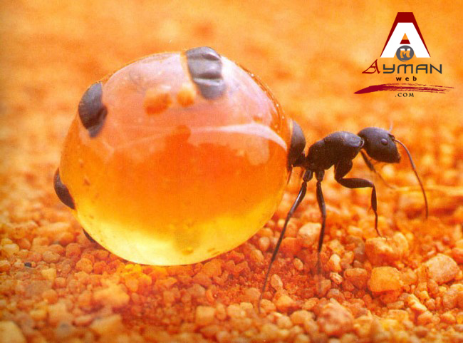 Photo of نــمــل العســل  Honeypot Ants !!
