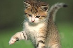 Photo of تربية القطط تقلل احتمال الإصابة بالنوبة القلبية