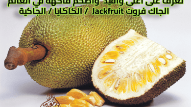Photo of تعرف على أغلى وأفيد وأضخم فاكهة في العالم الجاك فروت Jackfruit ( الكاكايا – الجاكية)
