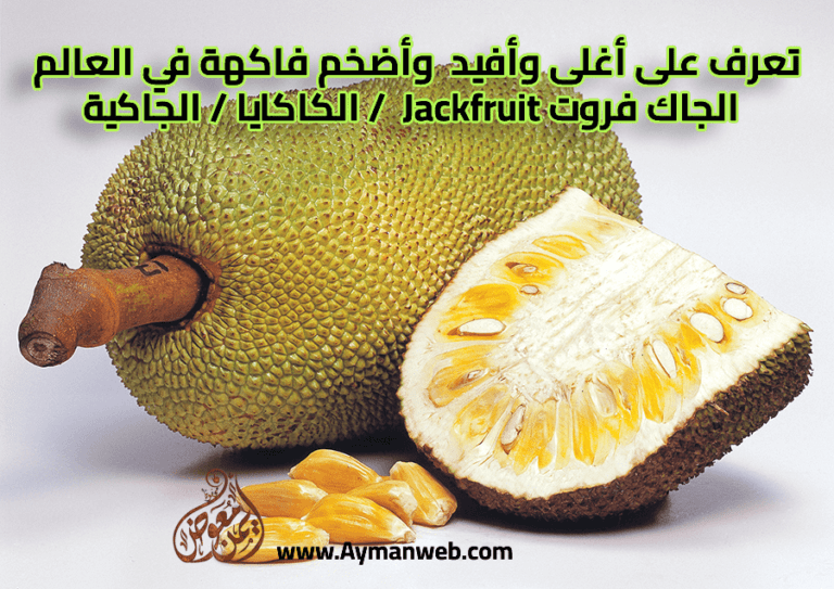 تعرف على أغلى وأفيد وأضخم فاكهة في العالم الجاك فروت Jackfruit ( الكاكايا – الجاكية)